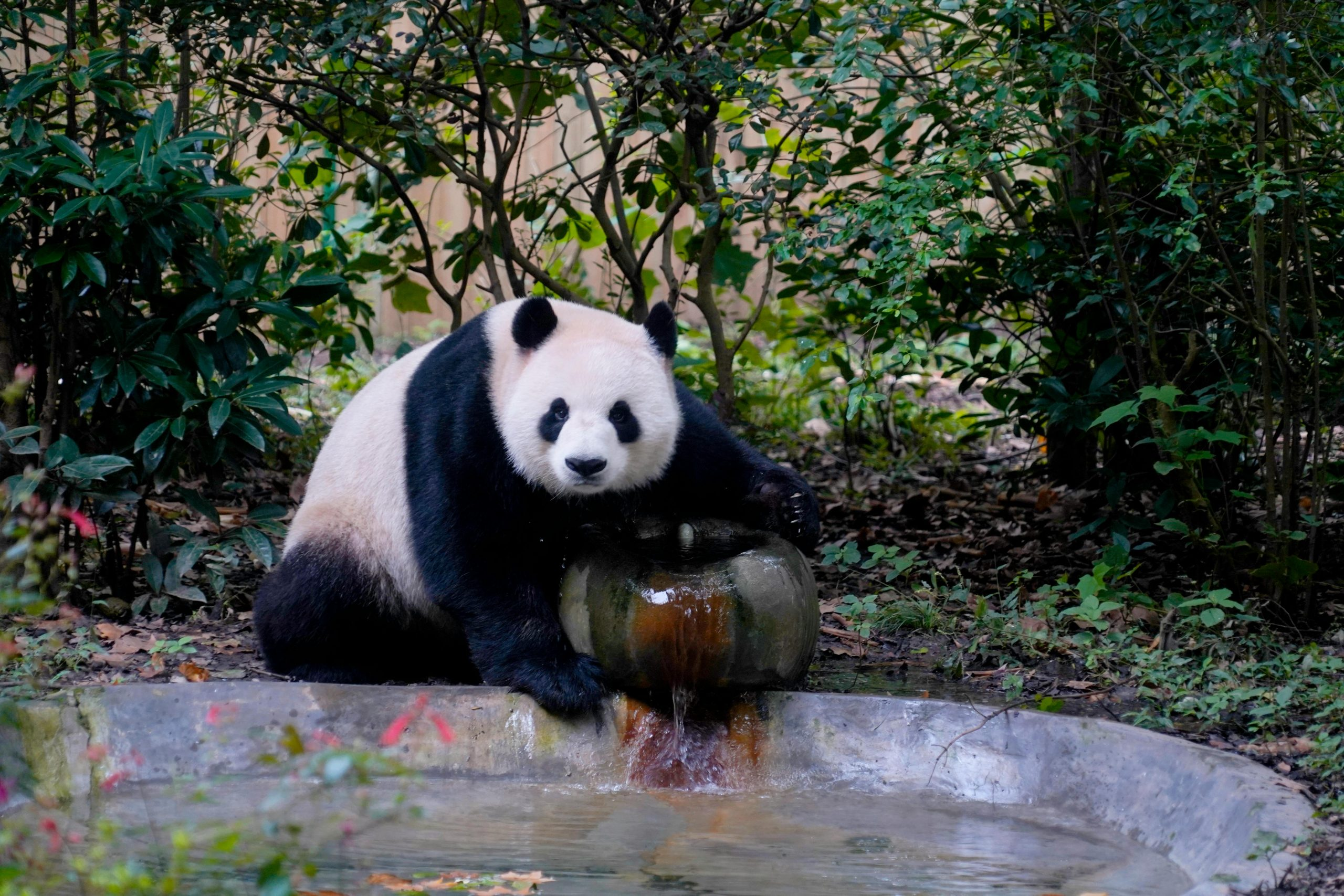 Chengdu 6 Days 5 Nights – Secret Land of Tianfu – Home of Pandas & In-Depth Exploration of Jiuzhai Wonderland